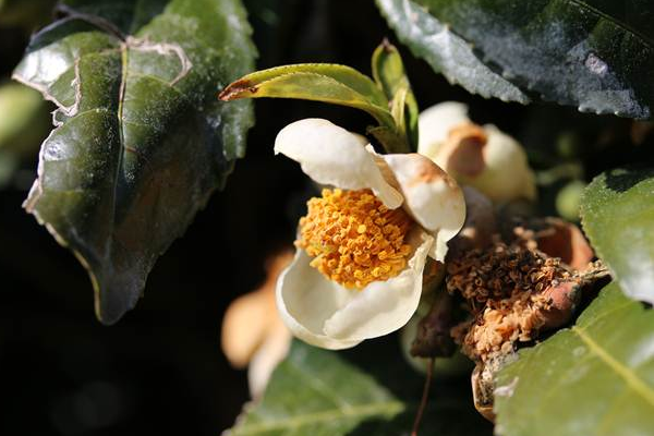 「ただにしき」の花