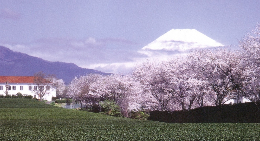 お茶畑と桜